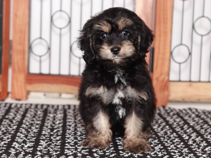 Brody - Cute little Cockapoo - Image 2