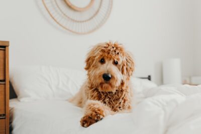 Goldendoodle on the bed
