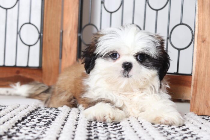 Brooke - Snuggly Tri-Colored ACA Female Shih-Tzu Puppy