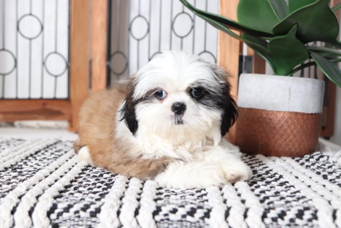 Brooke - Snuggly Tri-Colored ACA Female Shih-Tzu Puppy - Image 2