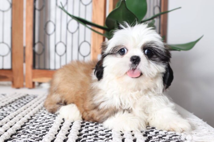 Brooke - Snuggly Tri-Colored ACA Female Shih-Tzu Puppy - Image 3