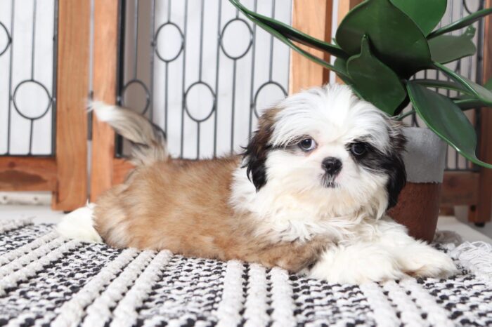 Brooke - Snuggly Tri-Colored ACA Female Shih-Tzu Puppy - Image 4
