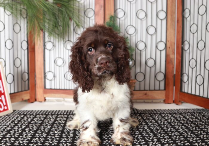 Brownie - Great Brown/White Male AKC Cocker Spaniel Puppy