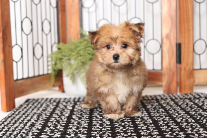 Brownie - Great Little Male Morkie