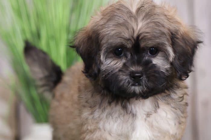 Brownie - Sweet Shih-Poo - Image 5
