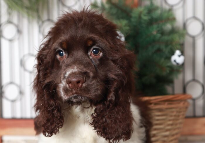 Brownie - Great Brown/White Male AKC Cocker Spaniel Puppy - Image 2