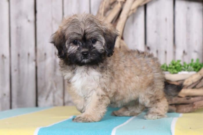 Brownie - Sweet Shih-Poo - Image 4