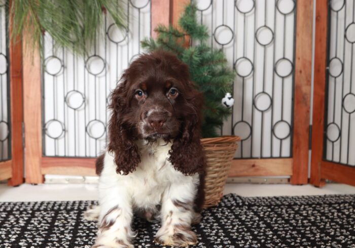 Brownie - Great Brown/White Male AKC Cocker Spaniel Puppy - Image 3