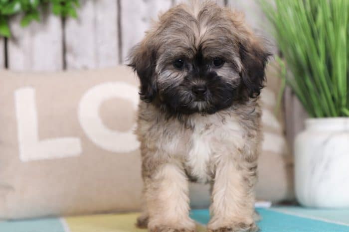 Brownie - Sweet Shih-Poo