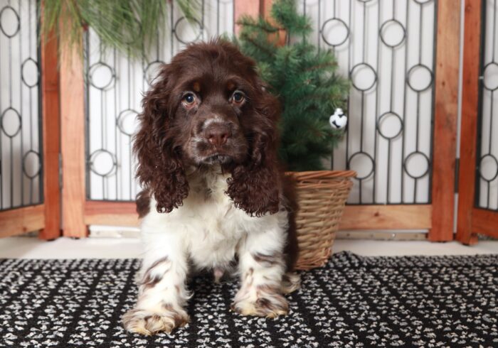 Brownie - Great Brown/White Male AKC Cocker Spaniel Puppy - Image 4