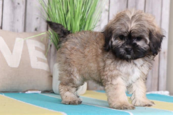 Brownie - Sweet Shih-Poo - Image 2