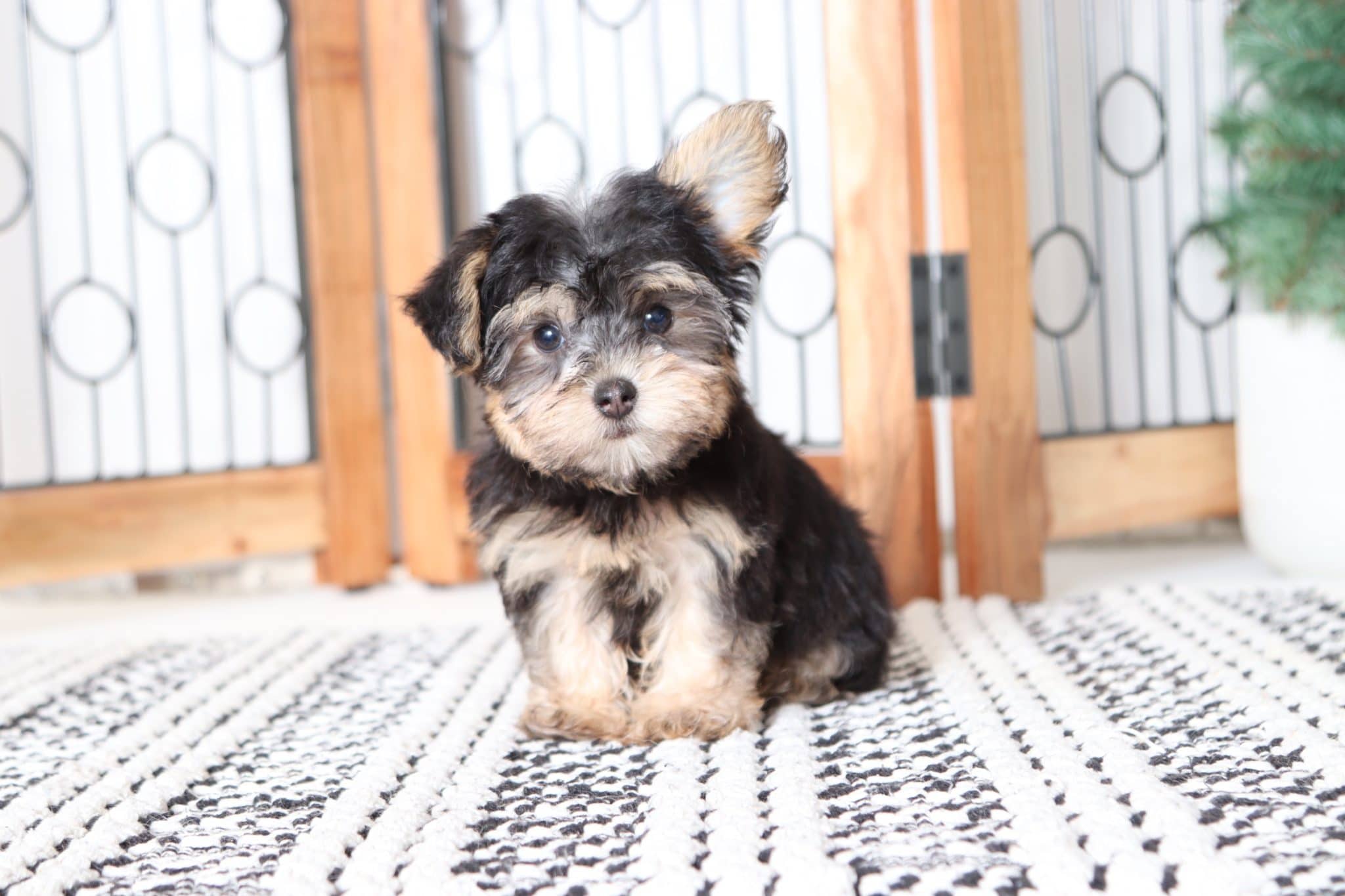 Remy - Handsome Little Teacup Male Yorkie-Poo - Image 2