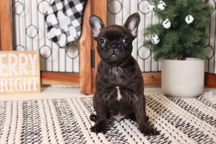 Bruiser- Perfect Male Brindle Frenchton Puppy