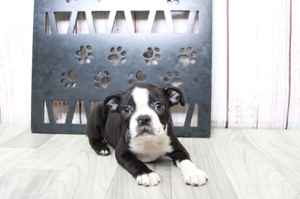 Bruiser - Fun ACA Male Boston Terrier Puppy - Image 3