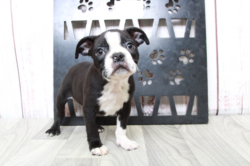 Bruiser - Fun ACA Male Boston Terrier Puppy - Image 2
