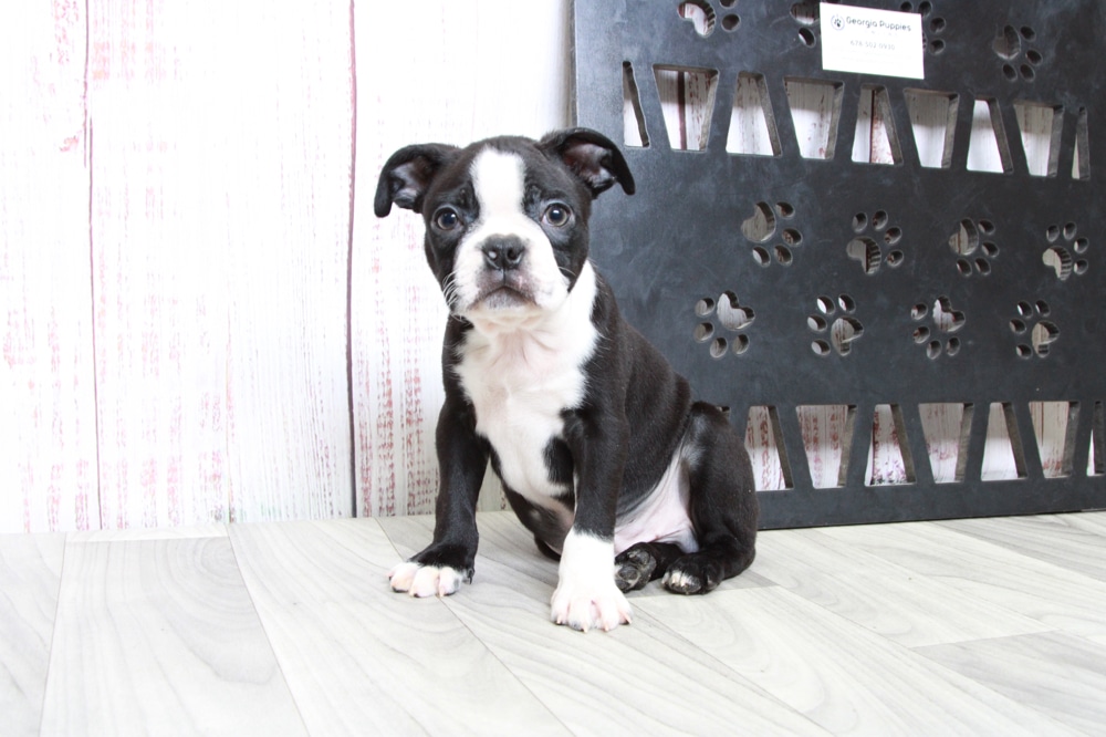 Bruiser - Fun ACA Male Boston Terrier Puppy - Image 5