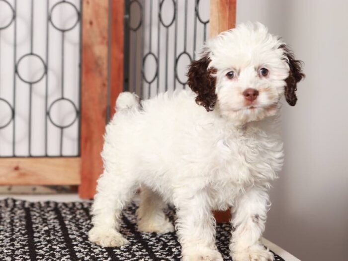 Bruno - Handsome little male Cockapoo