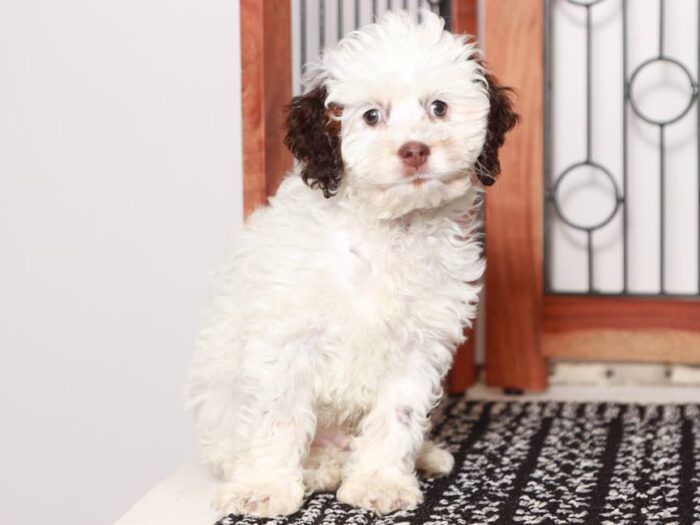 Bruno - Handsome little male Cockapoo - Image 4