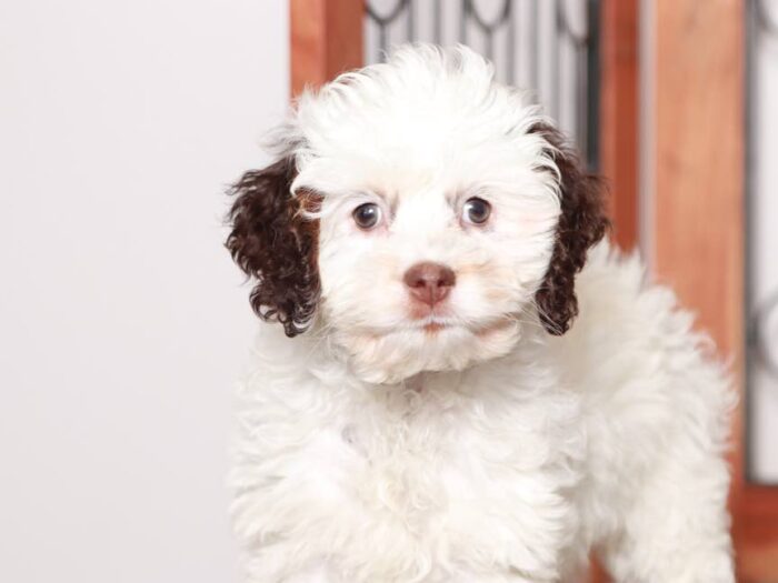 Bruno - Handsome little male Cockapoo - Image 3
