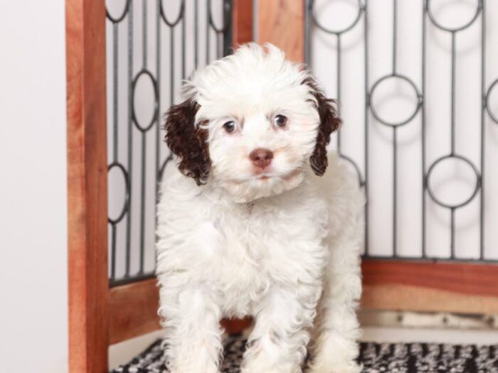 Bruno - Handsome little male Cockapoo - Image 2