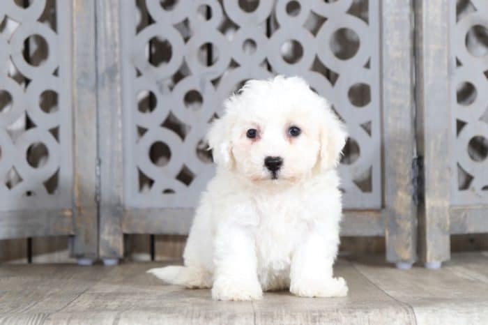 Brutus - Handsome Bichon Frise