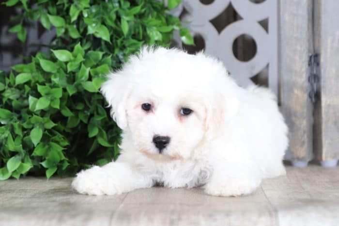 Brutus - Handsome Bichon Frise - Image 4