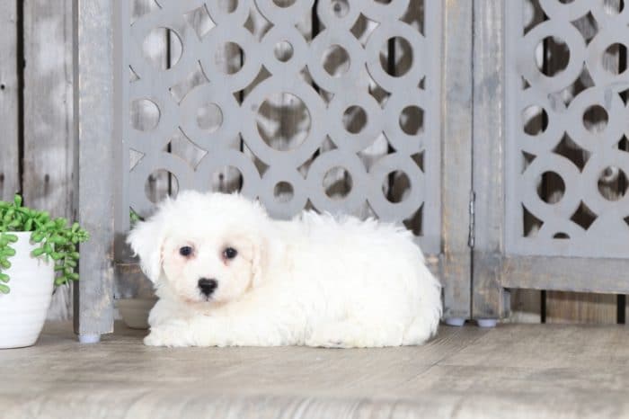 Brutus - Handsome Bichon Frise - Image 2