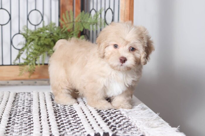 Bubba - Great Little Cream Male Havapoo Puppy