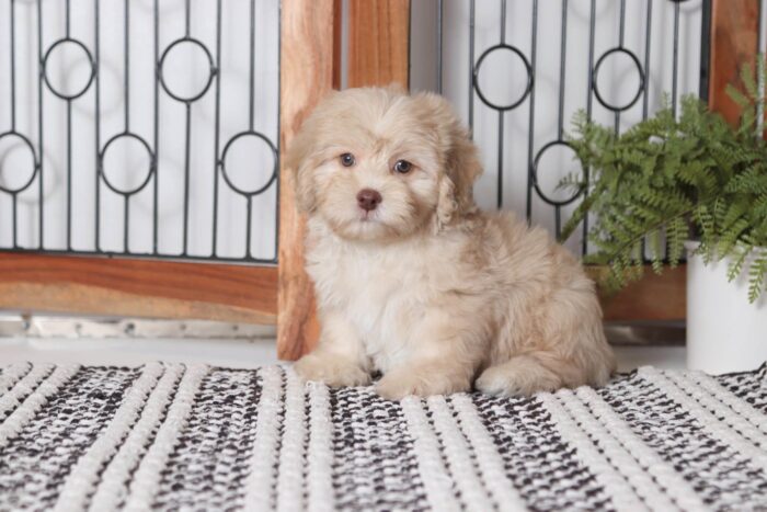 Bubba - Great Little Cream Male Havapoo Puppy - Image 2