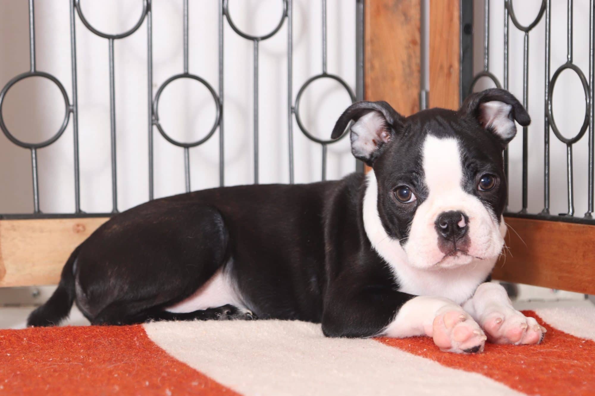 Bubba - Amazing ACA Male Boston Terrier - Image 3