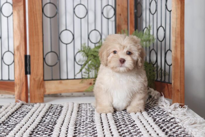 Bubba - Great Little Cream Male Havapoo Puppy - Image 3
