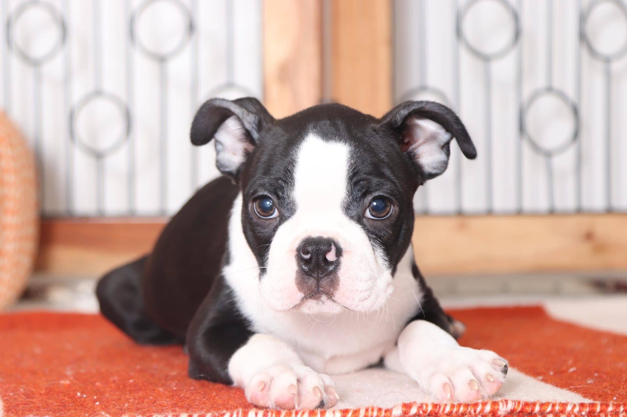 Bubba - Amazing ACA Male Boston Terrier - Image 4