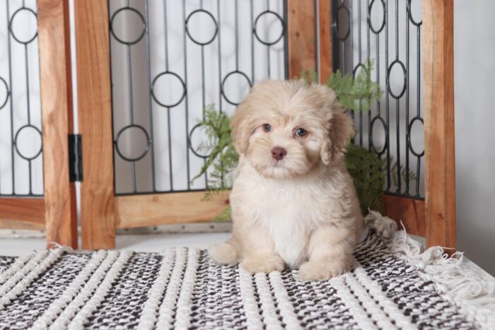 Bubba - Great Little Cream Male Havapoo Puppy - Image 4