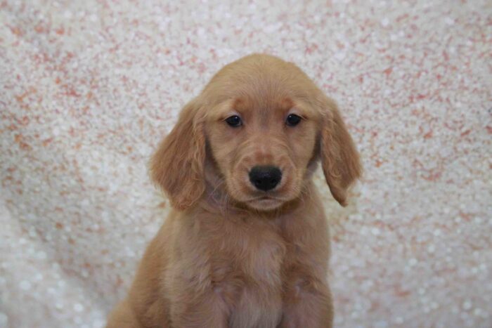 Buck - Frisky AKC Male Golden Retreiver Puppy - Image 3