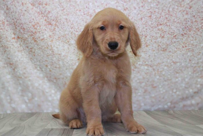 Buck - Frisky AKC Male Golden Retreiver Puppy - Image 2