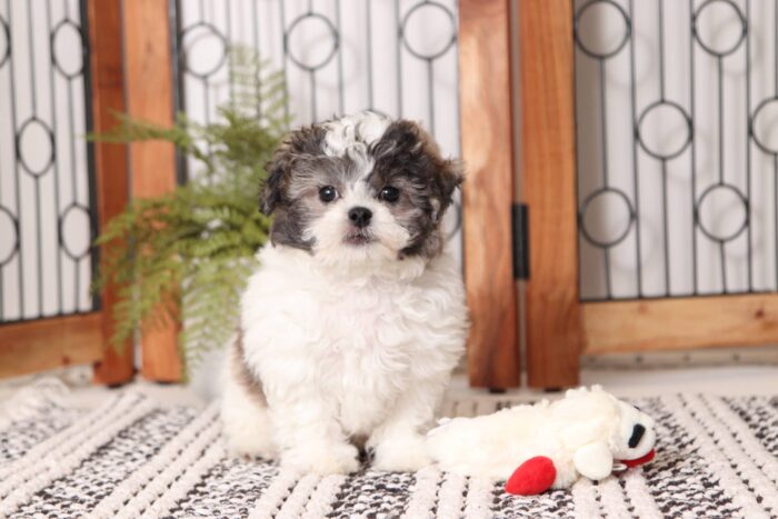 Buck  - Friendly Male Teddy Bear Puppy - Image 3