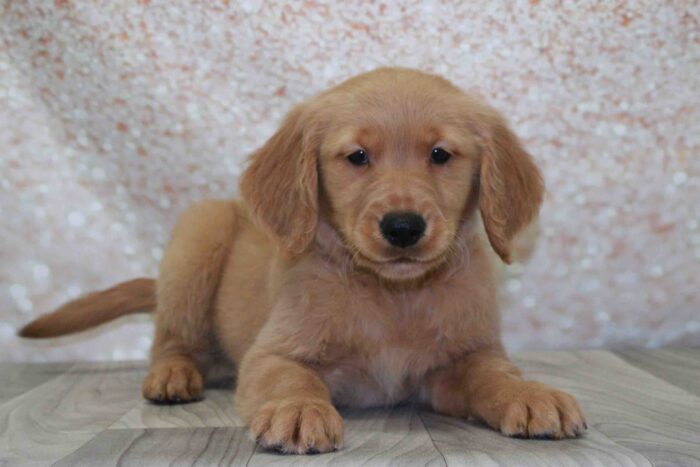 Buck - Frisky AKC Male Golden Retreiver Puppy