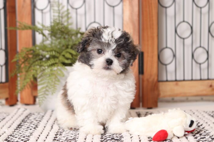 Buck  - Friendly Male Teddy Bear Puppy - Image 4