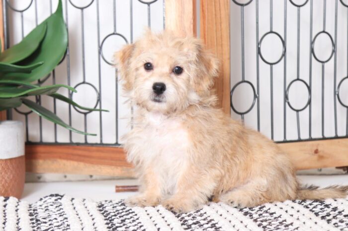Buddy - Spunky Little Male Yochon Puppy