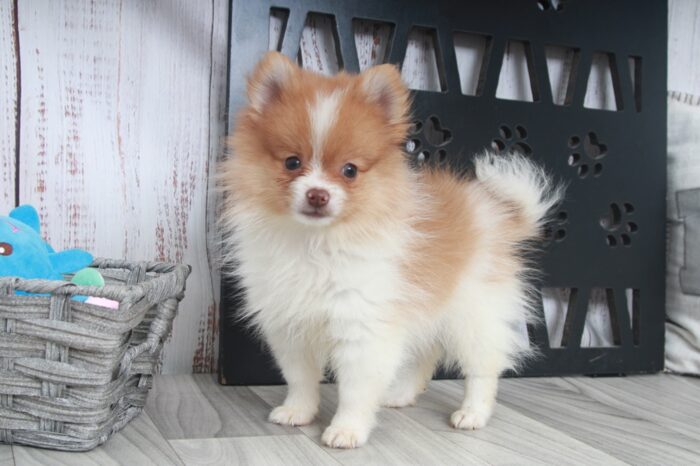 Buddy - Fun AKC Male Pomeranian Puppy