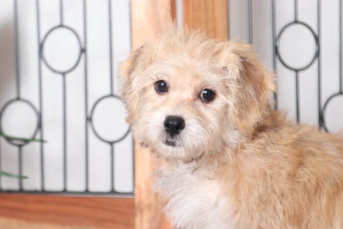 Buddy - Spunky Little Male Yochon Puppy - Image 2