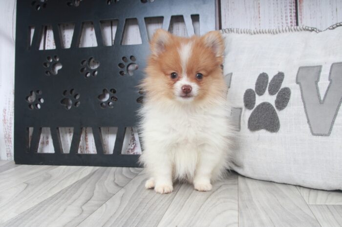 Buddy - Fun AKC Male Pomeranian Puppy - Image 2