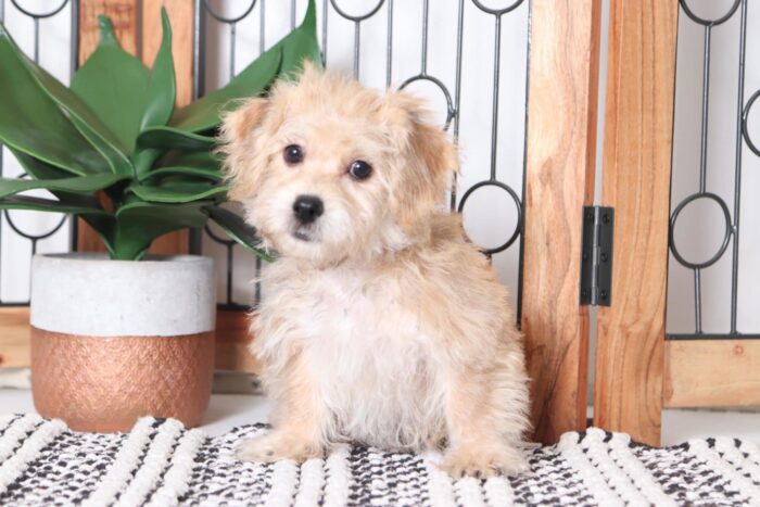 Buddy - Spunky Little Male Yochon Puppy - Image 3