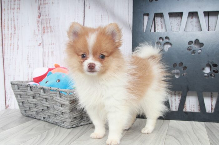 Buddy - Fun AKC Male Pomeranian Puppy - Image 7