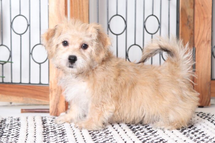 Buddy - Spunky Little Male Yochon Puppy - Image 4