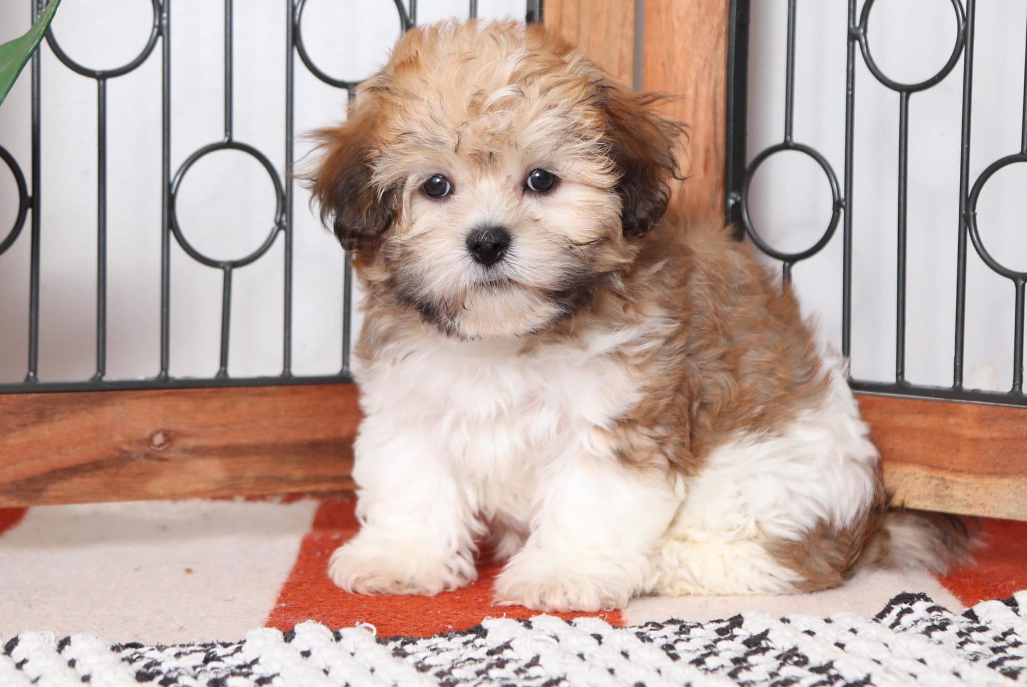 Buddy - Loving Little Male Teddy Bear Puppy - Image 3