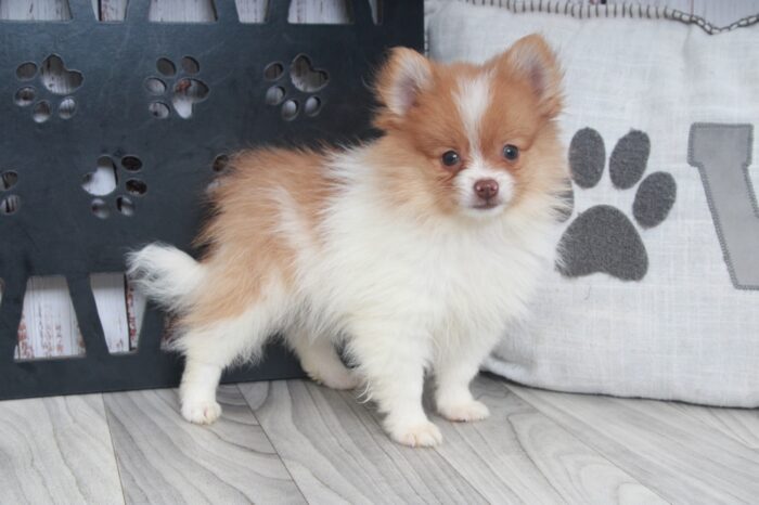 Buddy - Fun AKC Male Pomeranian Puppy - Image 6