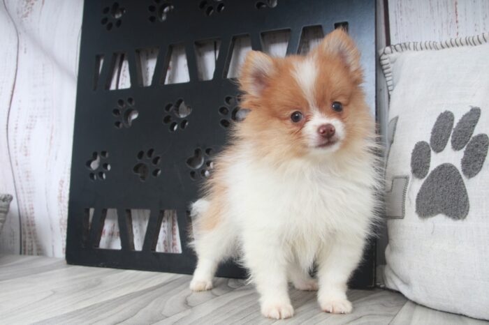 Buddy - Fun AKC Male Pomeranian Puppy - Image 5