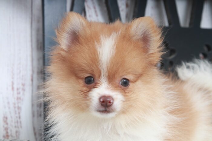 Buddy - Fun AKC Male Pomeranian Puppy - Image 4