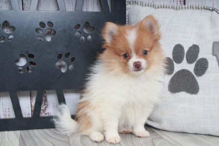 Buddy - Fun AKC Male Pomeranian Puppy - Image 3